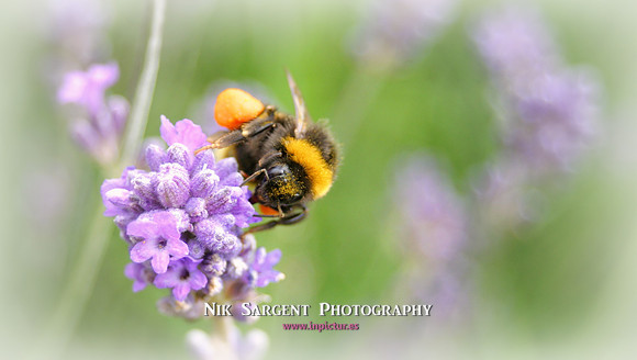 Bufftail Bumblebee collecting pollen on lavender