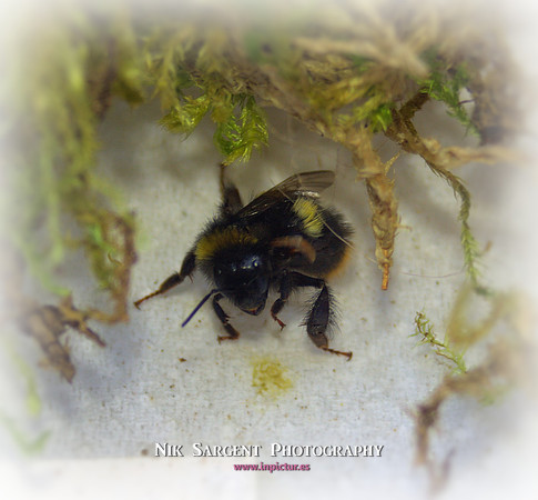 Holly - Bufftail - Warning Signs