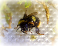 Holly - Bufftail - Warning Signs