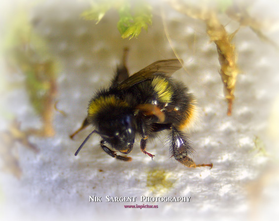 Holly - Bufftail - Warning Signs