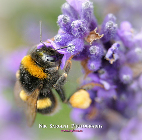 Bufftail Bumblebee collecting pollen on lavender