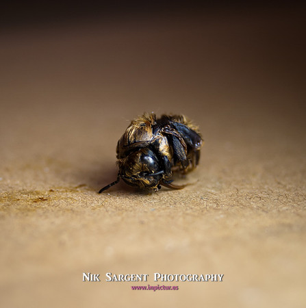 beepol autopsy-3822