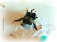 Holly - Bufftail - Warning Signs