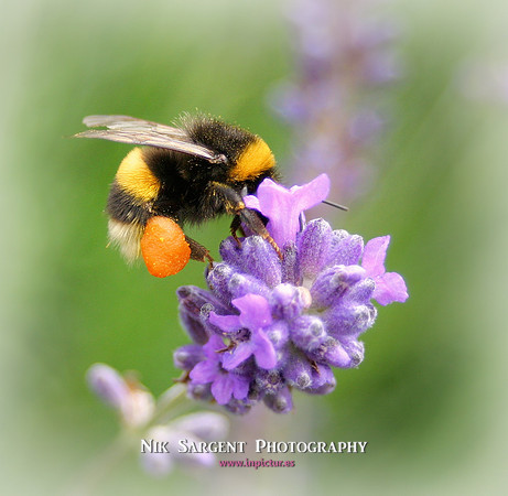 Bufftail Bumblebee collecting pollen on lavender