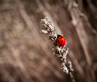 Ladybird on Lavender