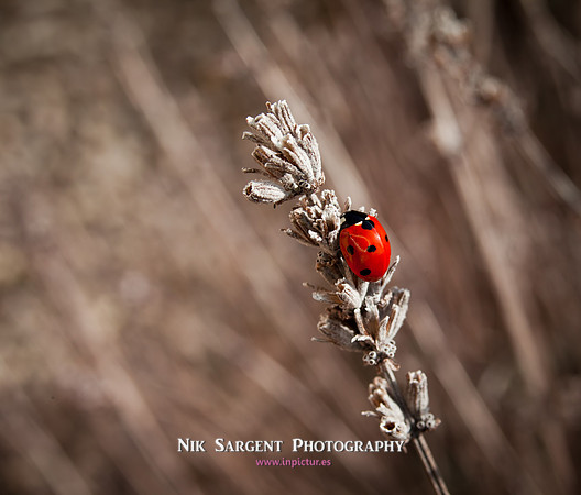 Ladybird on Lavender