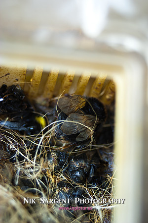 beepol autopsy-3753