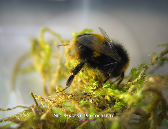 Bufftail bumblebee exploring her new tub