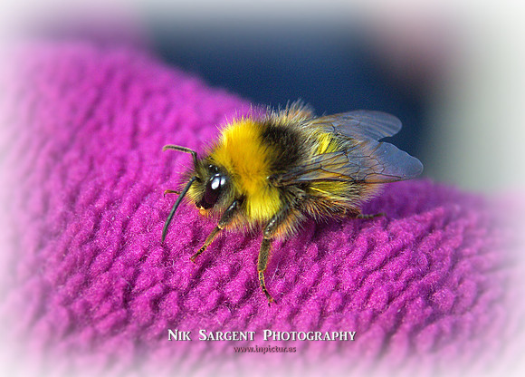 Early Bumblebee - Bombus Pratorum - loving the lavender in the back garden