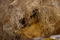 beepol autopsy-3755