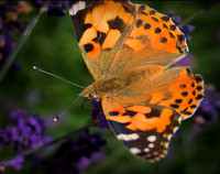 painted lady
