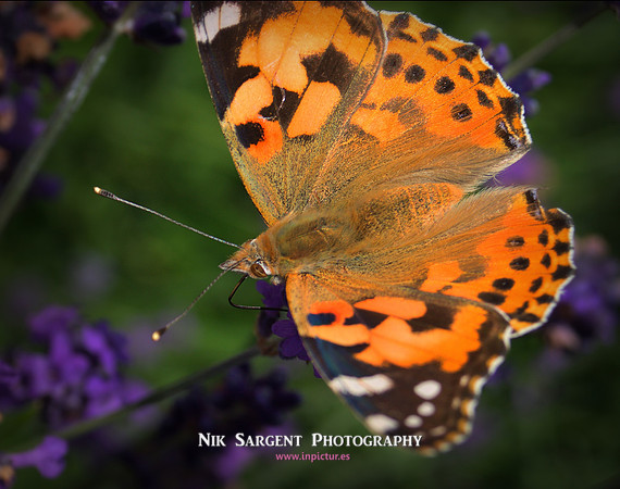 painted lady
