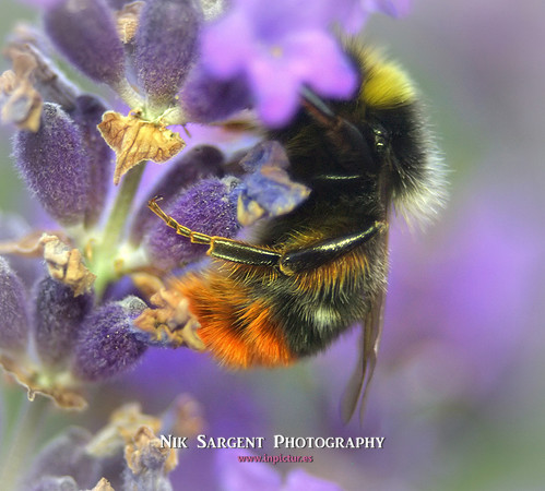 Male Redtailed Bumblebee