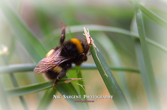 Bufftail Bumblebee - Bombus Terrestris - recovering from the cold and warming up