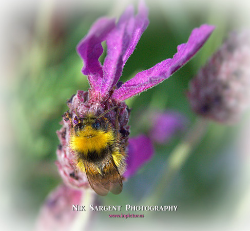 Early Bumblebee - Bombus Pratorum - loving the lavender in the back garden