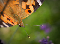 painted lady