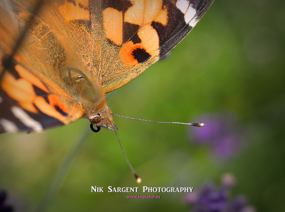 painted lady