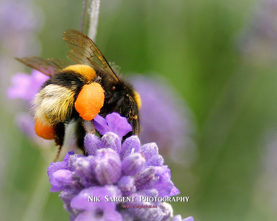 Bufftail Bumblebee collecting pollen on lavender