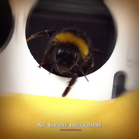Bufftail leaving nestbox