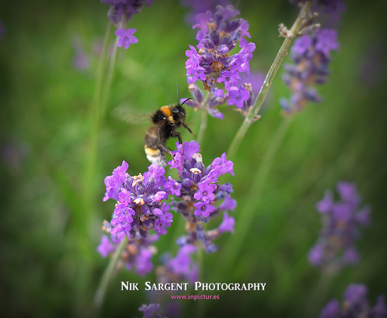 Southern Cuckoo Bumblebee (Bombus Vestalis)