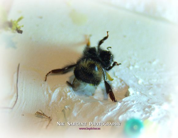 Holly - Bufftail - Warning Signs