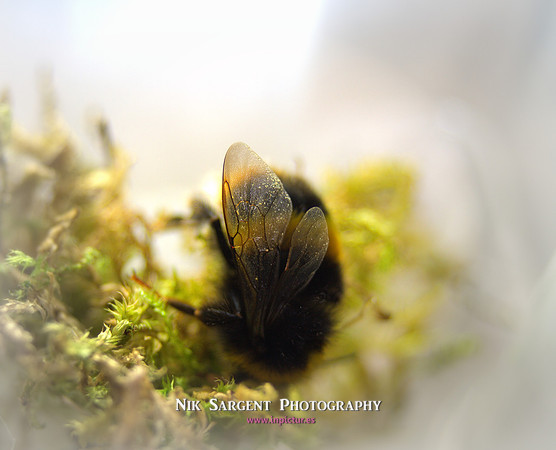 Bufftail bumblebee exploring her new tub