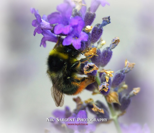 Male Redtailed Bumblebee
