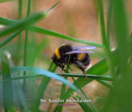 Bufftail Bumblebee - Bombus Terrestris - recovering from the cold and warming up