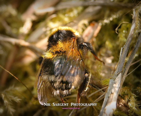 Garden Bumblebee Queen - resting in moss