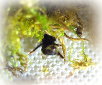 Holly - Bufftail - Warning Signs