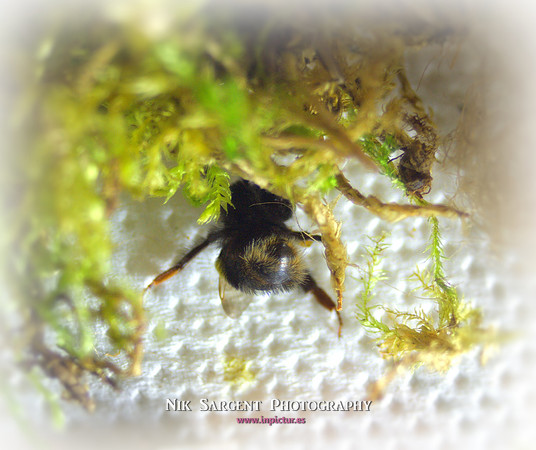Holly - Bufftail - Warning Signs