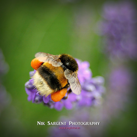 Bufftail Bumblebee collecting pollen on lavender