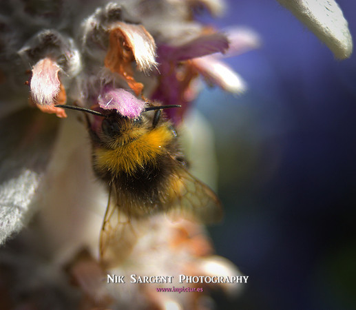 Early Bumblebee