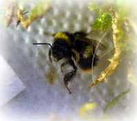 Holly - Bufftail - Warning Signs
