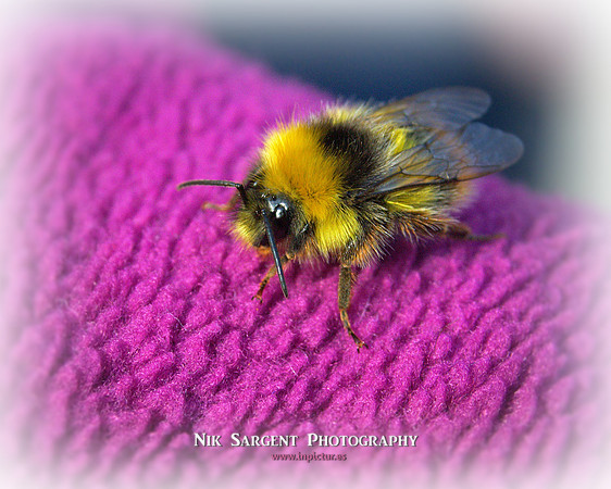 Early Bumblebee - Bombus Pratorum - loving the lavender in the back garden