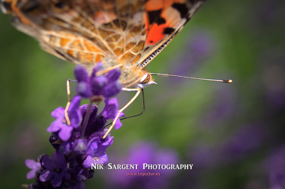 painted lady