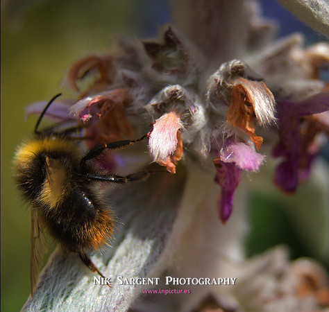 Early Bumblebee