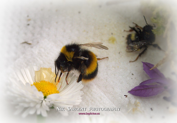 Bufftail bumblebee exploring her new tub