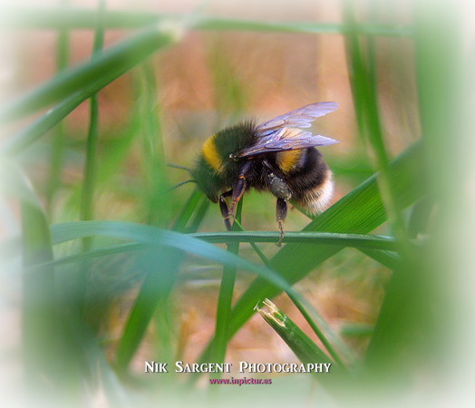 Bufftail Bumblebee - Bombus Terrestris - recovering from the cold and warming up