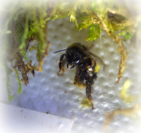 Holly - Bufftail - Warning Signs