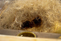 beepol autopsy-3740