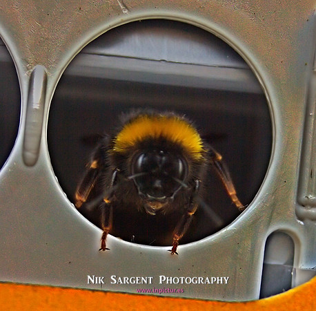 Bufftail leaving nestbox