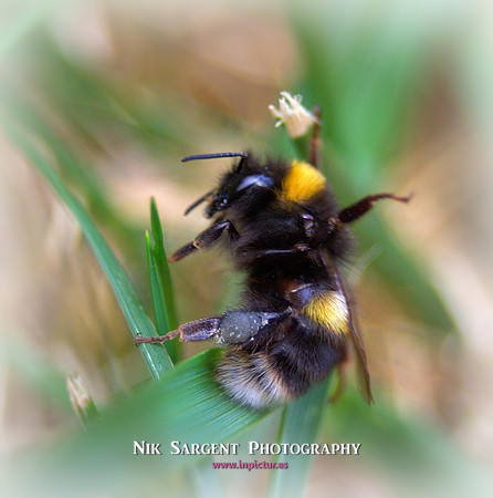 Bufftail Bumblebee - Bombus Terrestris - recovering from the cold and warming up