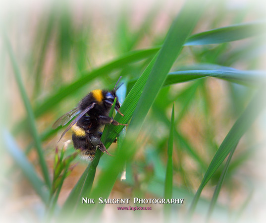 Bufftail Bumblebee - Bombus Terrestris - recovering from the cold and warming up