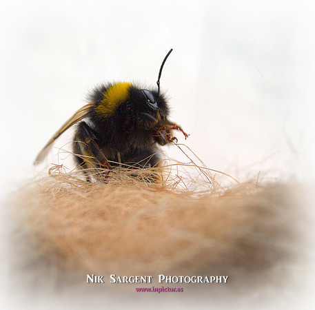 Bufftail bumblebee exploring her new tub