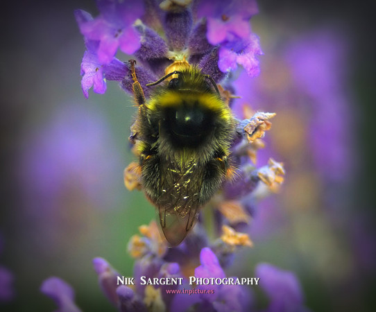 Male Redtailed Bumblebee