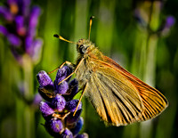 Lavender Lunch