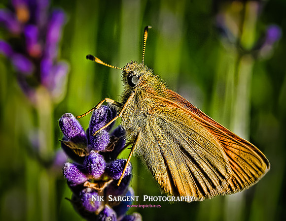 Lavender Lunch