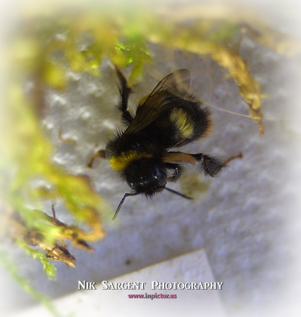 Holly - Bufftail - camouflage