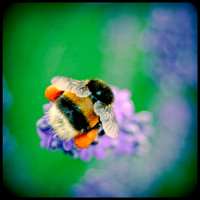 The Pollinator